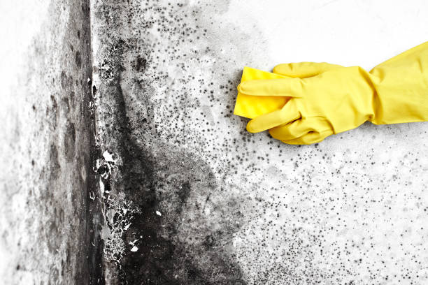 Best Mold Damage Repair  in Mcmillin, WA