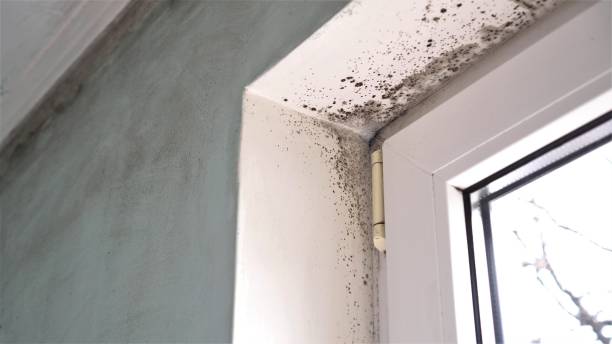 Best Commercial Mold Removal  in Mcmillin, WA