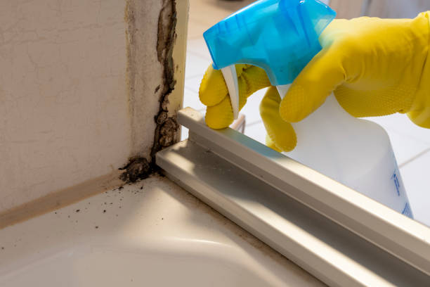 Best Certified Mold Removal  in Mcmillin, WA