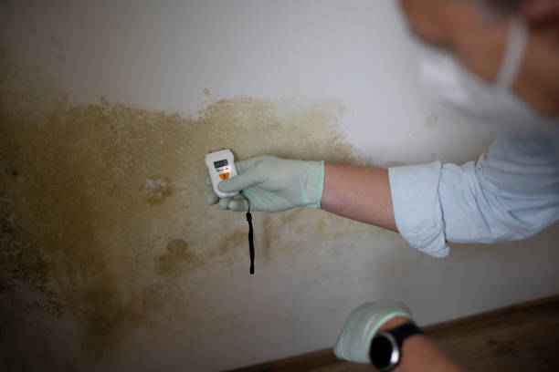 Professional Mold Removal in Mcmillin, WA