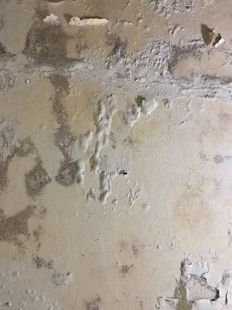 Best Mold Cleaning Services  in Mcmillin, WA