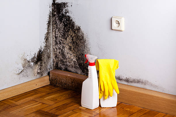 Certified Mold Removal in Mcmillin, WA