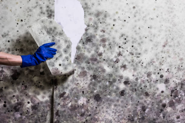 Best Crawl Space Mold Removal  in Mcmillin, WA